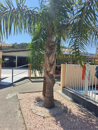 a palm tree on the side of a street at Mobil home in Fréjus