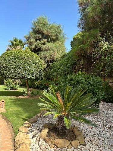 a small palm tree in a rock garden at Los Arqueros Las Jacarandas in Benahavís