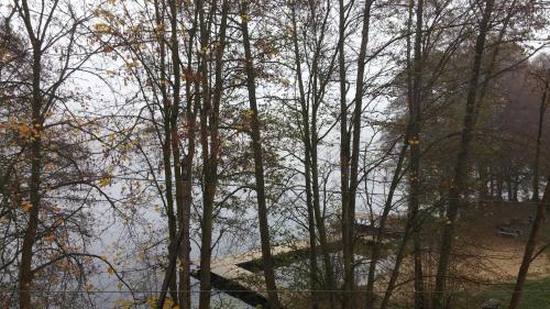 odbicie drzew w strumieniu wody w obiekcie Klimatyczny apartament nad jeziorem w Łagowie