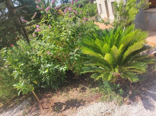 un gruppo di piante e fiori in un giardino di Dea a Putignano