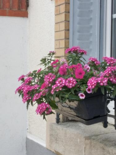 a pot of pink flowers on a window sill at Chambres dhôtes Logette in Consenvoye