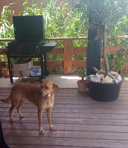 a brown dog standing on a deck next to a piano at House ThoNi in Gornji Štoj