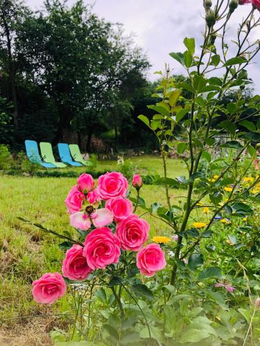 a bouquet of pink roses in a garden at Saschiz 175 GuestHouse in Saschiz