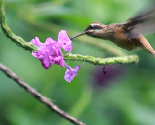 a hummingbird feeding from a pink flower at Cabañas Colibrí Tayutic in Turrialba