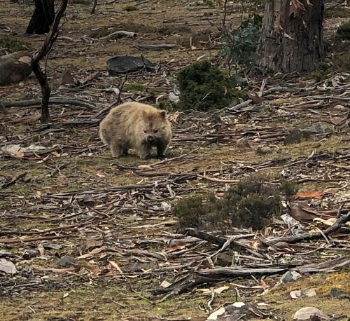 a brown bear walking on the ground in a field at Elevated 3BR, ocean views, pool table, Pirates Bay in Eaglehawk Neck