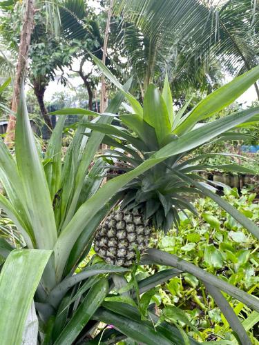 Aed väljaspool majutusasutust Gò Chanh Homestay