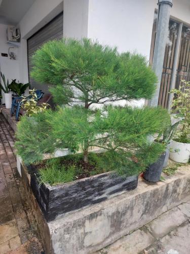 a small pine tree in a stone planter at HAPDESKO HOMESTAY in Batam Center