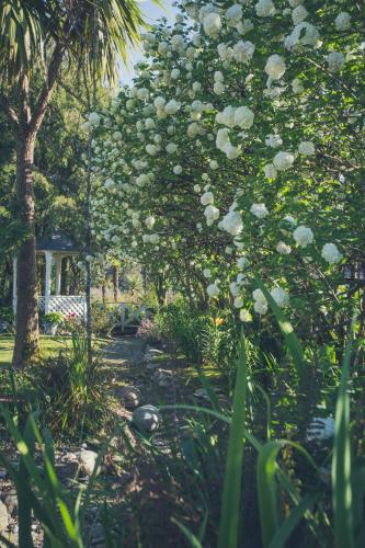 a garden with a tree with white flowers at Westholm Lodge in Harihari