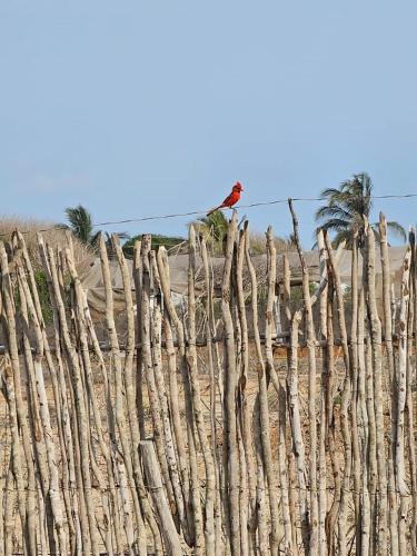 a red bird sitting on top of a wooden fence at Tres Velas Surf in Celestino Gasca