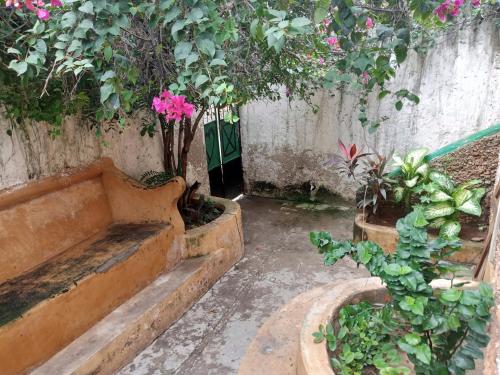 a garden with a bunch of plants and flowers at Tabassam House in Lamu