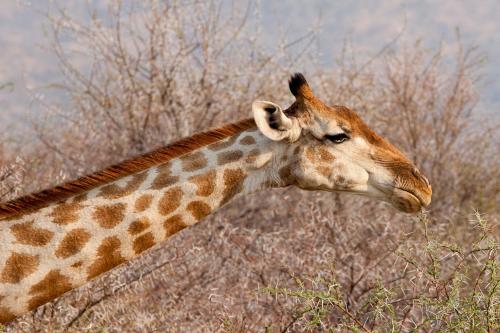Altri animali domestici presso l'hotel o nei dintorni