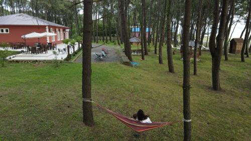 a black and white cat sitting in a hammock between trees at OXYGEN Shekvetili in Shekvetili