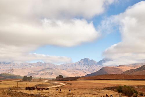 a herd of horses in a field with mountains at Bergview Farm Cottages in Underberg