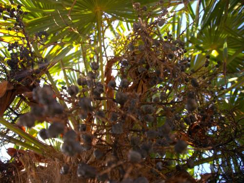 a bunch of fruits hanging from a palm tree at Rooms Magnolia in Nea Vrasna