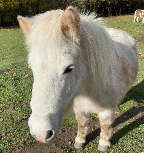 a white horse standing in a field of grass at Yourte et son bain nordique in Fréchet-Aure