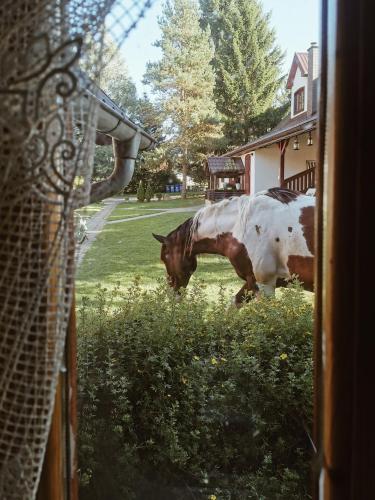 two horses standing in the grass in front of a house at Jasminowe Wzgorze in Wilkanów