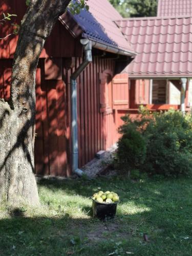 a bowl of fruit sitting in the yard next to a tree at Jasminowe Wzgorze in Wilkanów