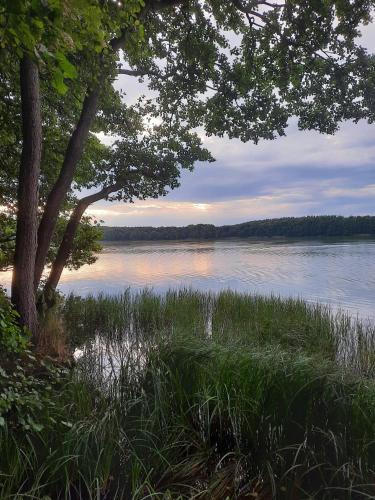 a view of a body of water with a tree at Dom Wakacyjny Myśliborka in Nowe Warpno