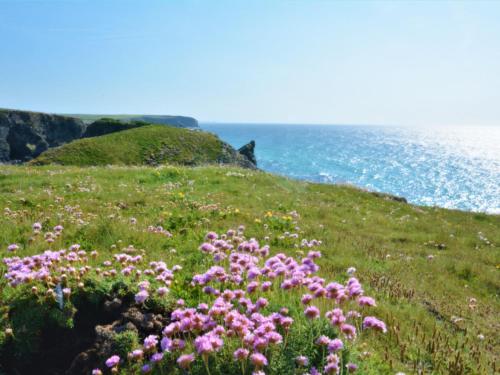 a field of pink flowers on a hill near the ocean at Holiday Home Haslam by Interhome in Saint Merryn