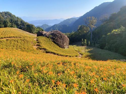 a field of flowers on a hill with mountains in the background at 赤科山櫻之谷咖啡民宿 in Chiu-t'ien