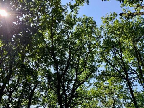 a group of trees with the sun shining through them at La Cabane perchée de la Mure in Bongheat