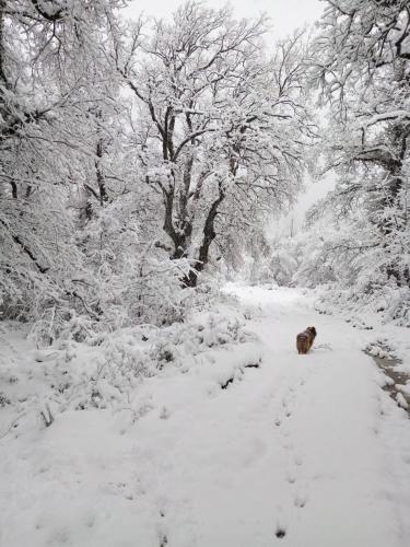 a bear walking down a snow covered path at Agroturismo Biltegi Etxea in Alda