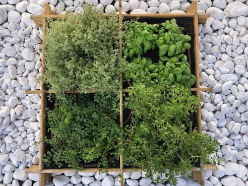 a vertical garden of plants on a wall with rocks at STRAPALU' in Fondi