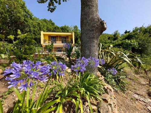 een geel huis met paarse bloemen voor een boom bij Cefalù Forest Hideout in Cefalù