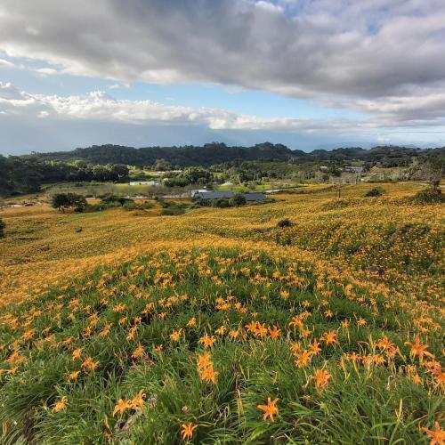 a field full of flowers in a field at 赤科山櫻之谷咖啡民宿 in Chiu-t'ien