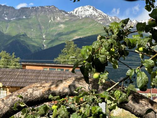 a branch of a tree with mountains in the background at Bala's House in Mestia