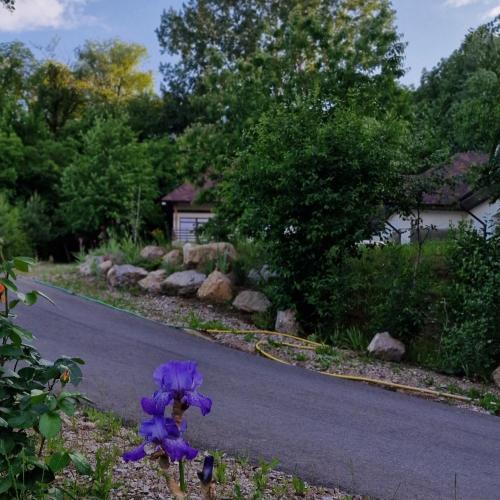 a purple flower on the side of a road at Provence Suceava in Suceava