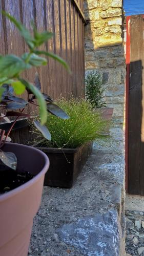 a plant in a pot next to a fence at Квартира у Старому місті in Kamianets-Podilskyi