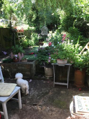 a white dog sitting in a garden with potted plants at Arts&BichonsB&B in Oxford