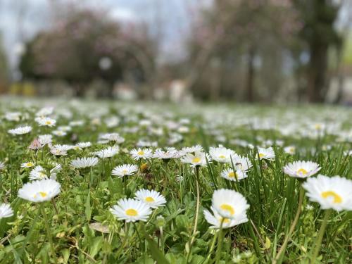 a field of white flowers in the grass at Apartman MiNa in Mataruška Banja