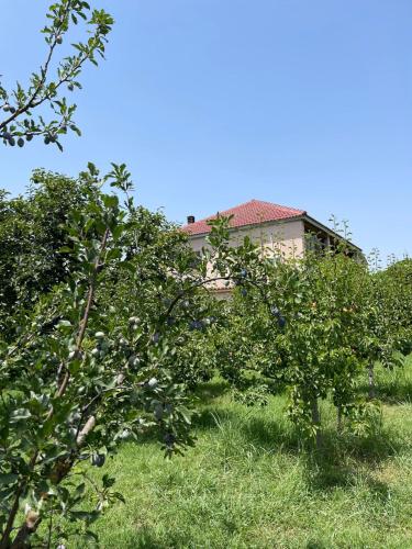 two apple trees in front of a house at Villa Mance in Berat