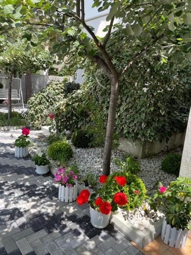 un gruppo di fiori in vasi bianchi vicino a un albero di Hotel Egli a Velipojë