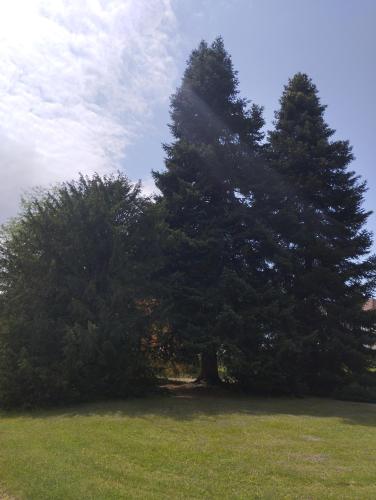 two large trees in a field with green grass at Ma Tranquillite in Courpière