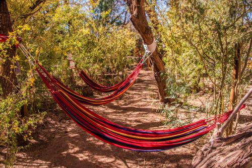 a hammock in the middle of a forest at Casa Voyage Hostel in San Pedro de Atacama
