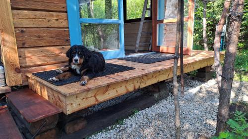 a dog laying on the porch of a cabin at Agroturystyka na Słonecznej Orawie u Dzikich in Jabłonka