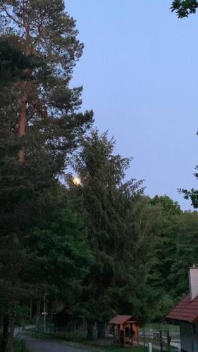 a group of trees in a park at dusk at Apartmány na Vršku in Plzeň