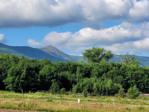 a field with trees and a mountain in the background at Apartamenty Malinówka pod Śnieżką in Kowary