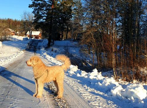a dog standing on a road in the snow at Guesthouse Nature Trails Sweden in Övre Älgestad