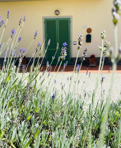a garden with purple flowers in front of a green door at La Casina di Nonno Enzo in Vinci