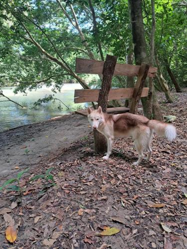 a cat standing next to a wooden bench at Aqeel cabin in the nature in Penonomé