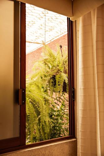 a window with a view of a plant at Hotel Casa Pereyra in Oaxaca City