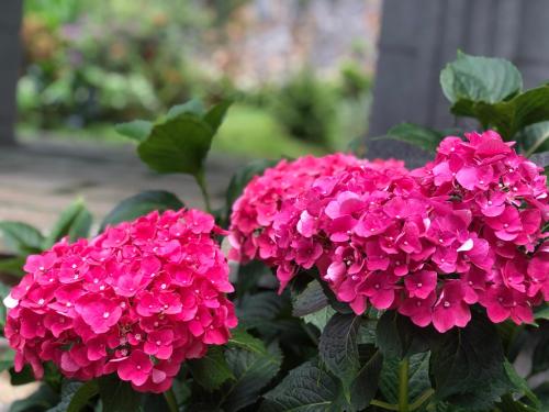 two pink flowers in a garden at Hotel Hoa Nắng in Bao Loc