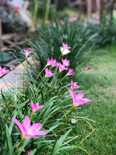 a group of pink flowers in the grass at Hotel Hoa Nắng in Bao Loc