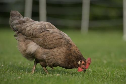 a brown chicken is walking in the grass at Friesenparadies FRI-Südliches Friesland in Bockhorn