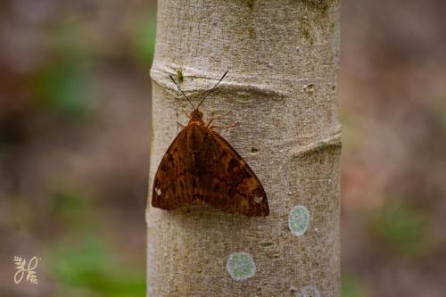 a brown butterfly sitting on the side of a tree at Hotel Heliconias Nature Inn & Hot Springs in Fortuna