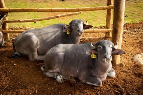two cows laying on the ground next to a fence at Hotel Heliconias Nature Inn & Hot Springs in Fortuna